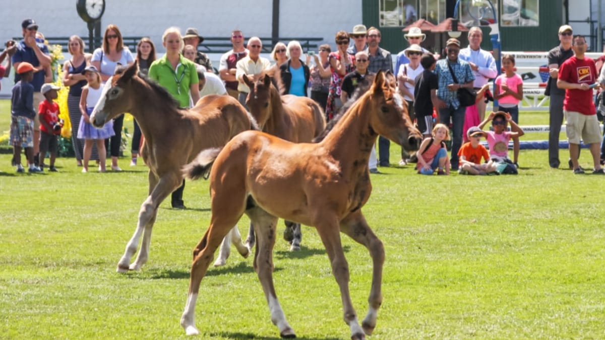 WIN a VIP trip to the ‘Masters’ at Spruce Meadows in 2026!