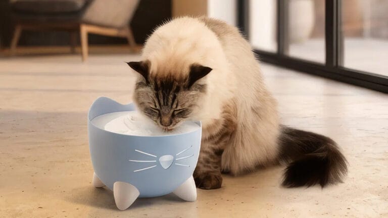 Win a Catit Kitten Discovery Box
