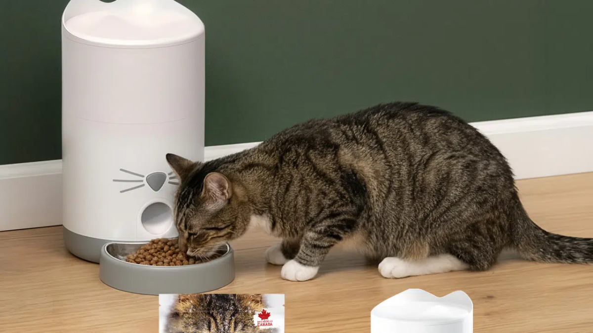 My Cat Exclusive Giveaway - August 2026