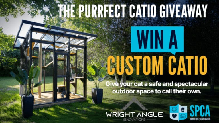Win a Custom Cat Catio